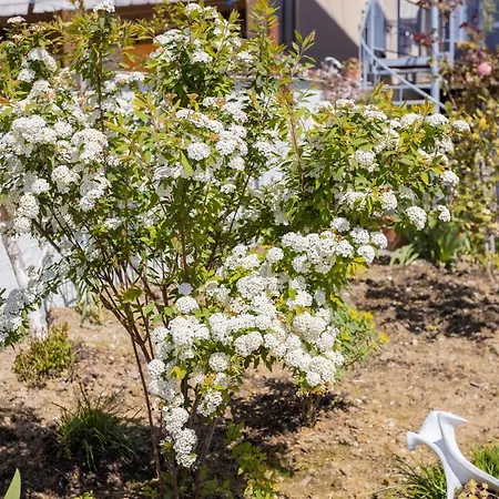 Aulona Dom wakacyjny Wlora